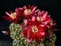 Preview: Flower of mother plant
